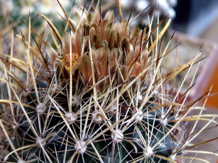 Ancistrocactus brevihamatus (Eng.) Britton et Rose, The Cact., IV: 5. 1923